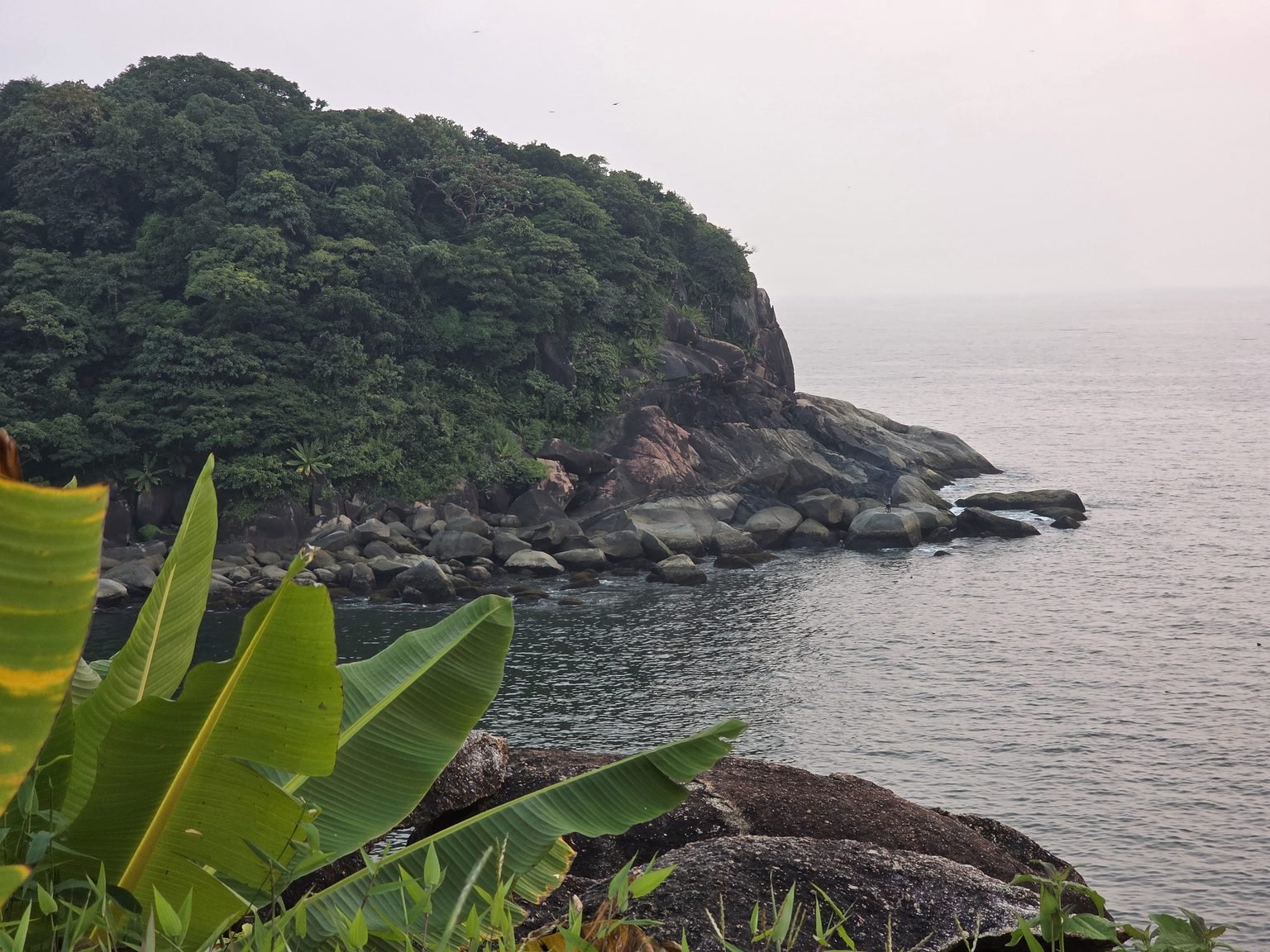 Lush green coastal cliff and banana leaves overlooking the calm Arabian sea